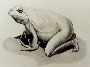 Frog in Transition, 1999