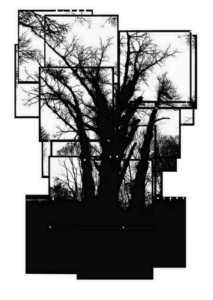 A composition of frames creating one image of a tree, black and white.