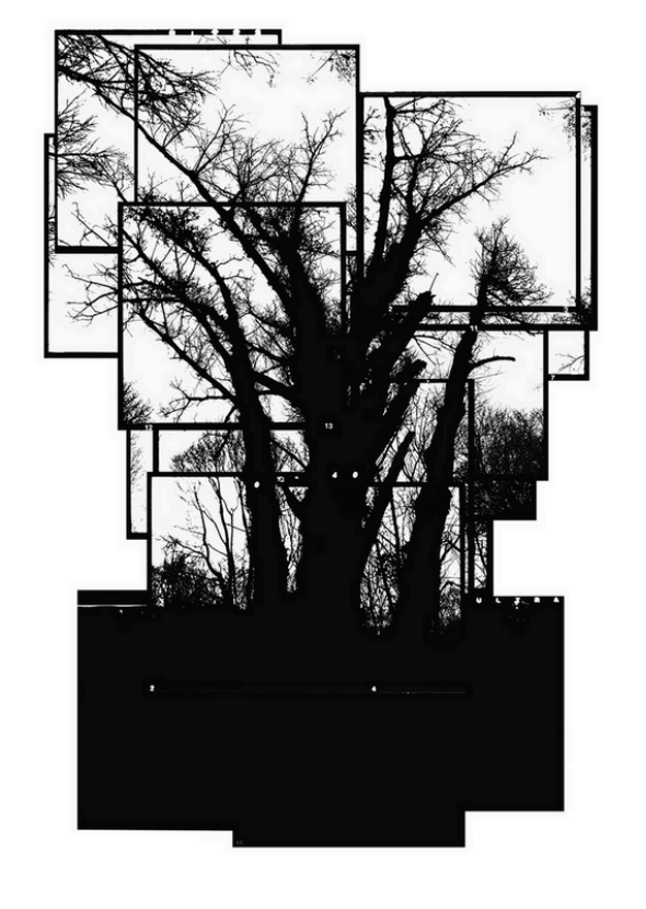 A composition of frames creating one image of a tree, black and white.