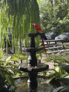 A vibrant red, yellow, and blue macaw perches on a tiered black stone fountain surrounded by lush green plants—an inviting scene reminiscent of an Alternative Break retreat—with picnic tables and parked cars visible in the background.