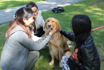 Penny the Golden Retriever from Creature Comfort Pet Therapy