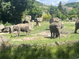 Elephant in a Zoo with grass on its back. Communist-era apartment blocks in the distance.