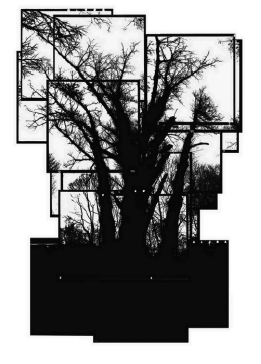 Black and white depiction of a tree (or set of trees) created by a collage of framed photos.