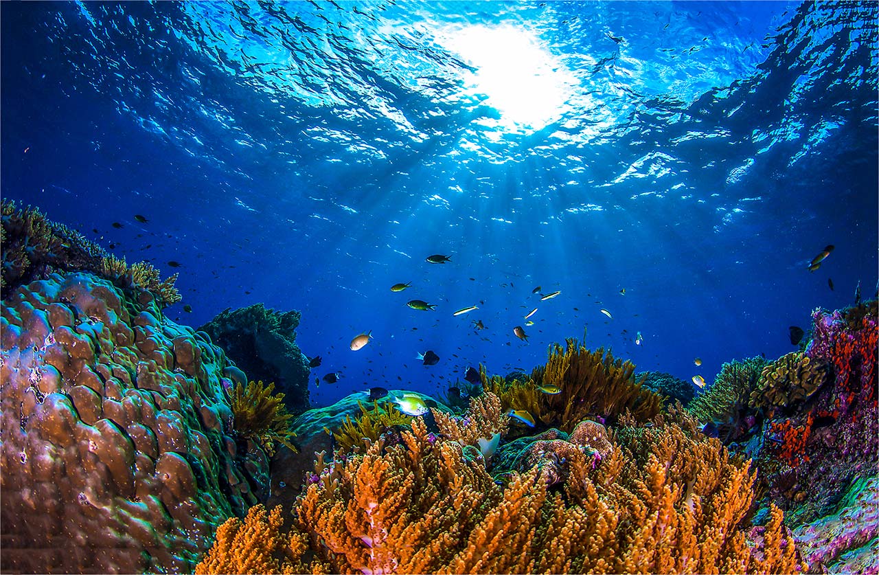 Underwater photo of coral reef