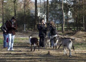 A small group of college students stand behind a camera on a farm, filming goats.