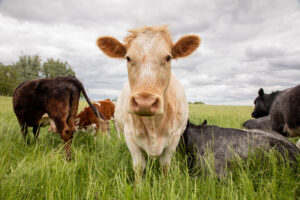 Cows graze in a grassy meadow on a cloudy day.