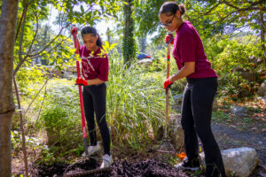 Two female students wearing maroon shirts and black pants spread mulch with rakes.