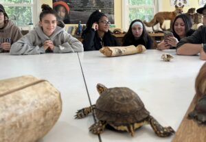 A turtoise walks on a white table, five college students across the table watch.