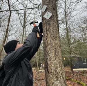 A person in a black jacket and hat hammers a sighn onto a tree.