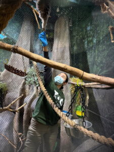 A woman in a face mask and gloves reaches up to feed a monkey in a zoo enclosure.