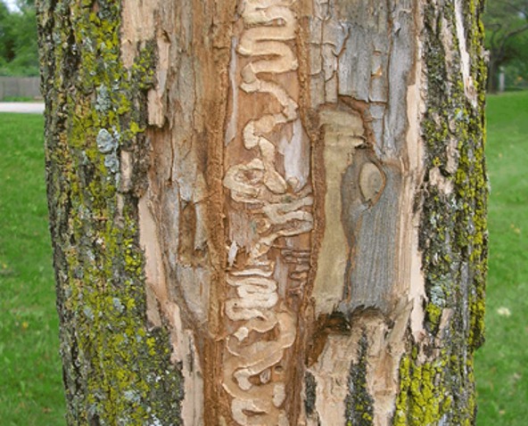 Tunnels in a tree created by the Emerald Ash Borer